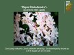 Презентация 'Rododendri', 16.