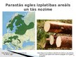 Презентация 'Pārnadžu ietekme uz parastās egles jaunaudžu sanitāro stāvokli.', 3.