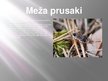 Презентация 'Meža ekosistēma', 24.