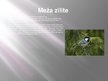 Презентация 'Meža ekosistēma', 32.