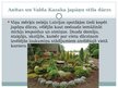 Презентация 'Senās Japānas kultūras izpausmes mūsdienu Latvijā', 8.