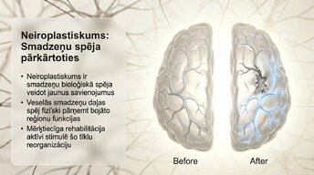 Презентация 'Vai smadzenes spēj pārveidoties pēc traumas vai insulta', 7.