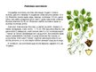 Презентация 'Augi dažādās ekosistēmās', 4.