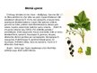 Презентация 'Augi dažādās ekosistēmās', 20.