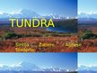 Презентация 'Tundra', 1.