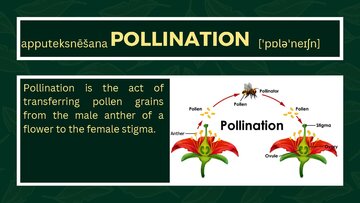 Презентация 'Presentation on Agriculture and Botany Terms: English to Latvian', 9.