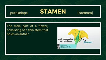 Презентация 'Presentation on Agriculture and Botany Terms: English to Latvian', 11.