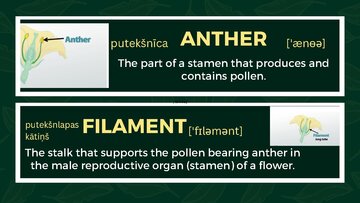 Презентация 'Presentation on Agriculture and Botany Terms: English to Latvian', 12.