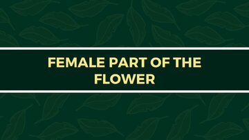 Презентация 'Presentation on Agriculture and Botany Terms: English to Latvian', 13.