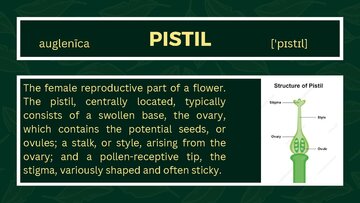 Презентация 'Presentation on Agriculture and Botany Terms: English to Latvian', 14.