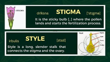 Презентация 'Presentation on Agriculture and Botany Terms: English to Latvian', 15.