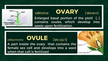 Презентация 'Presentation on Agriculture and Botany Terms: English to Latvian', 16.