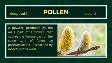 Презентация 'Presentation on Agriculture and Botany Terms: English to Latvian', 17.
