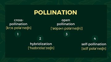 Презентация 'Presentation on Agriculture and Botany Terms: English to Latvian', 19.