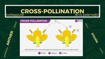 Презентация 'Presentation on Agriculture and Botany Terms: English to Latvian', 20.
