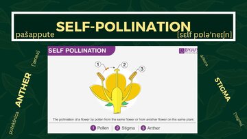 Презентация 'Presentation on Agriculture and Botany Terms: English to Latvian', 21.