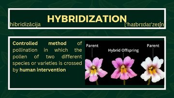 Презентация 'Presentation on Agriculture and Botany Terms: English to Latvian', 22.