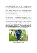 Конспект 'Dievišķā Sangiovese – vīna vīnogu šķirne, un vīni no tās', 1.