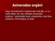 Презентация 'Asinsrites orgānu sistēma', 14.