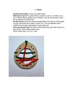 Конспект 'Šūšanas mape pirmsskolā', 2.