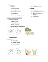 Конспект 'Elpošanas novērtēšana un uzturēšana', 2.