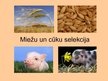 Презентация 'Cūku un miežu selekcija Latvijā', 1.