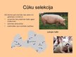 Презентация 'Cūku un miežu selekcija Latvijā', 5.