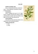 Реферат 'Eļļas augi: soja, saulgrieze, rapsis, olīvkoki, zemesrieksti', 10.