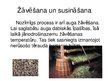 Презентация 'Garšaugu apstrāde, zāļu tēju ražošana', 13.
