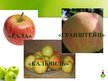 Презентация 'Сравнение сортов яблок', 2.