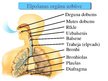 Презентация 'Cilvēka elpošanas orgānu sistēmas uzbūve un funkcijas', 2.