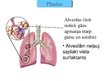 Презентация 'Cilvēka elpošanas orgānu sistēmas uzbūve un funkcijas', 4.