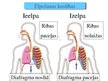 Презентация 'Cilvēka elpošanas orgānu sistēmas uzbūve un funkcijas', 8.