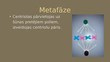 Презентация 'Mitoze', 4.