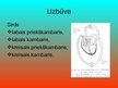 Презентация 'Asinsrites un limfrites orgānu sistēma', 6.