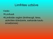 Презентация 'Asinsrites un limfrites orgānu sistēma', 12.