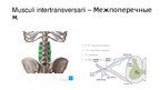 Презентация 'Мыщцы корпуса. Часть 5', 3.
