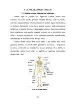 Реферат 'Cilvēka skeleta uzbūve un tā īpatnības dažādos vecumos', 11.