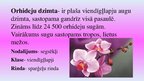 Презентация 'Orhideju dzimta', 2.