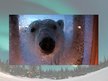 Презентация 'Polar Bears', 6.