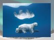 Презентация 'Polar Bears', 7.