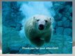Презентация 'Polar Bears', 11.