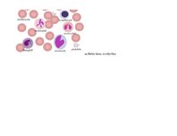 Презентация 'Baltās asins šūnas - to nozīme un funkcijas organismā', 4.