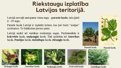 Презентация 'Lazdas, valrieksti, u.c. riekstaugi', 10.