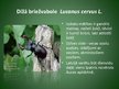 Презентация 'Latvijā aizsargājamo kukaiņu sugas', 3.