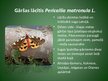 Презентация 'Latvijā aizsargājamo kukaiņu sugas', 6.