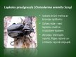 Презентация 'Latvijā aizsargājamo kukaiņu sugas', 7.