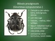 Презентация 'Latvijā aizsargājamo kukaiņu sugas', 10.