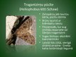 Презентация 'Latvijā aizsargājamo kukaiņu sugas', 11.
