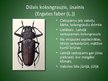 Презентация 'Latvijā aizsargājamo kukaiņu sugas', 13.